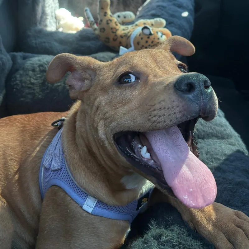 A baby large-sized male Yellow / Tan / Blond / Fawn Pit Bull Terrier dog named Gaspar for adoption in San Pablo, CA