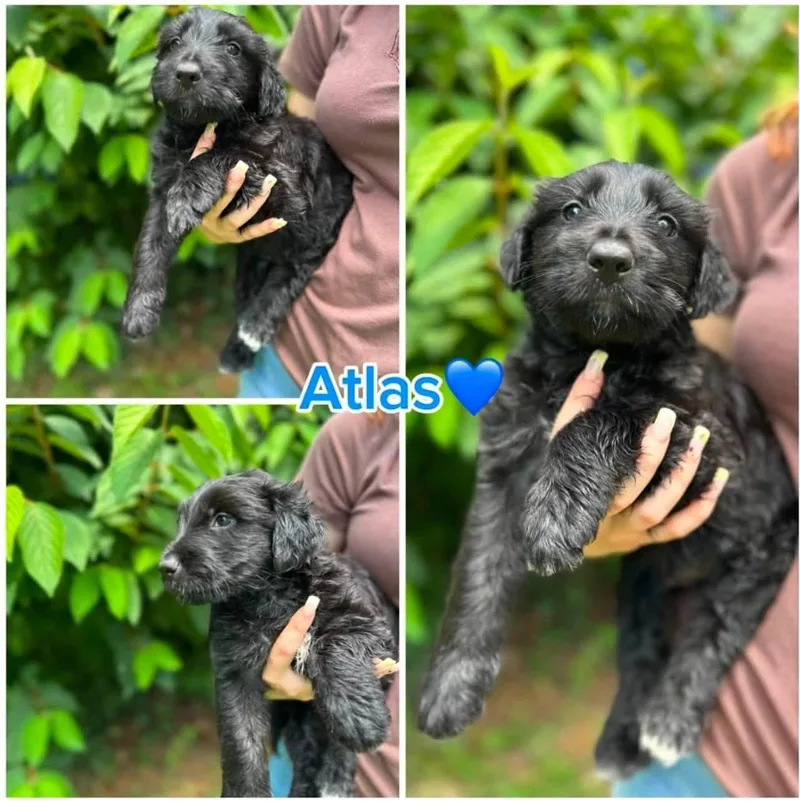 Atlas thumbnail 2
