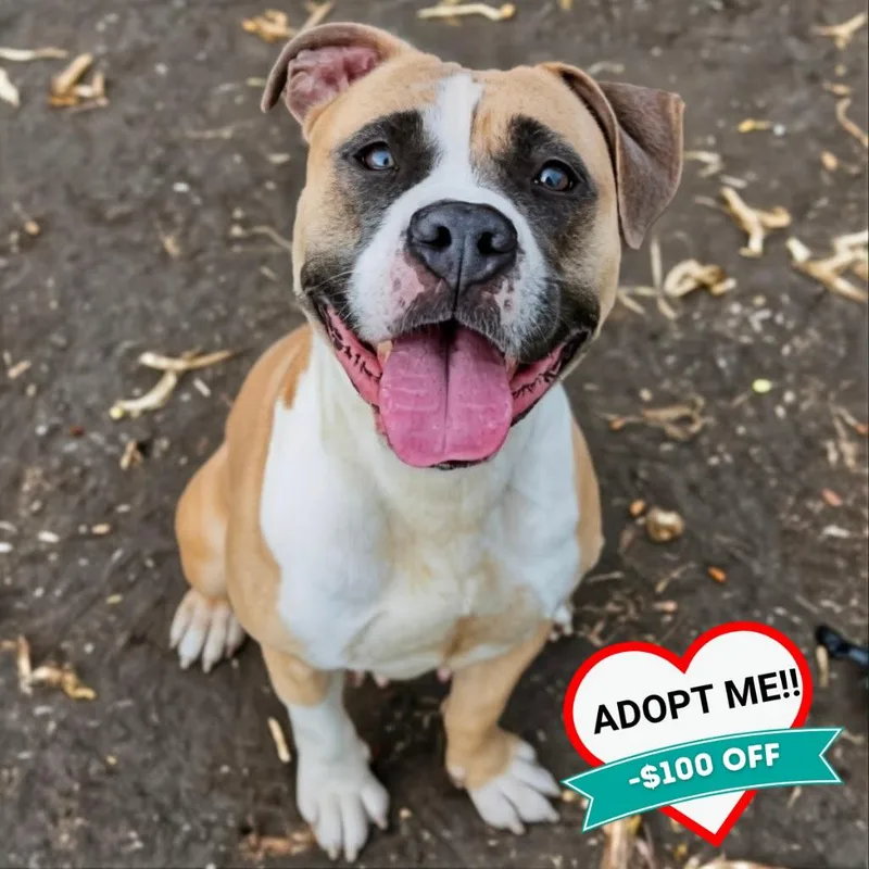 An adult medium-sized female Brown / Chocolate Mixed Breed dog named Blaire for adoption in Wheeling, IL