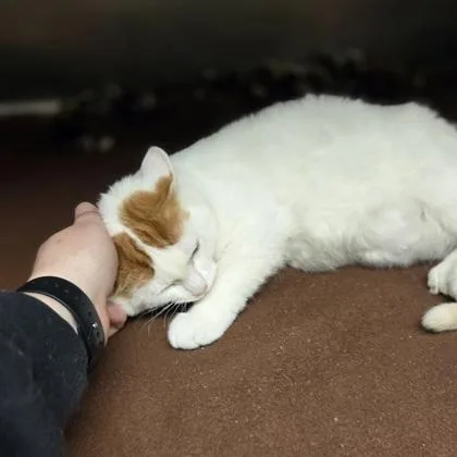 A baby medium-sized male Domestic Short Hair cat named Honey Bun for adoption in Westland, MI