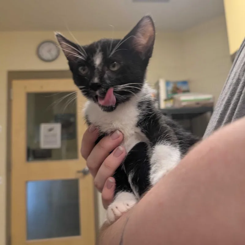 A baby small-sized male Black Domestic Short Hair cat named Float for adoption in Asheville, NC