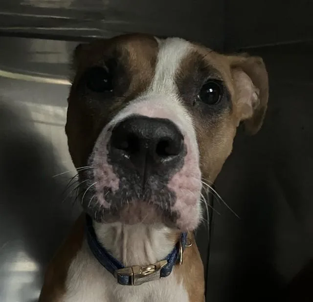 A baby medium-sized female Mixed Breed dog named Scarlet for adoption in Dallas, TX
