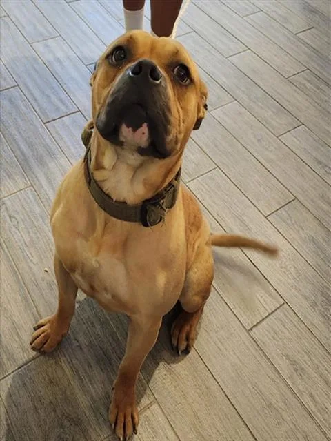 An adult medium-sized male Boxer dog named Vito for adoption in St. Louis, MO