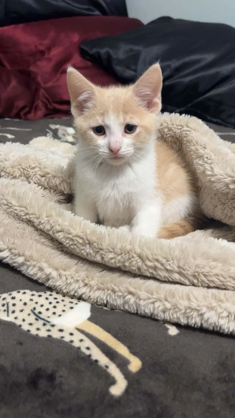 A baby small-sized male Domestic Short Hair cat named Rosco for adoption in Clymer, PA
