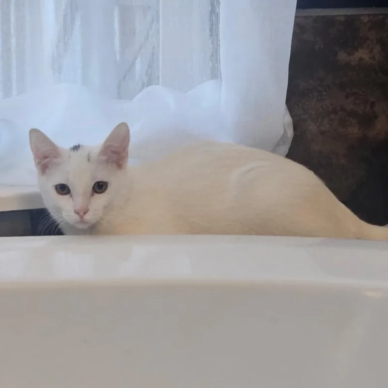 A baby small-sized female Domestic Short Hair cat named Snowball for adoption in Ashland, OR