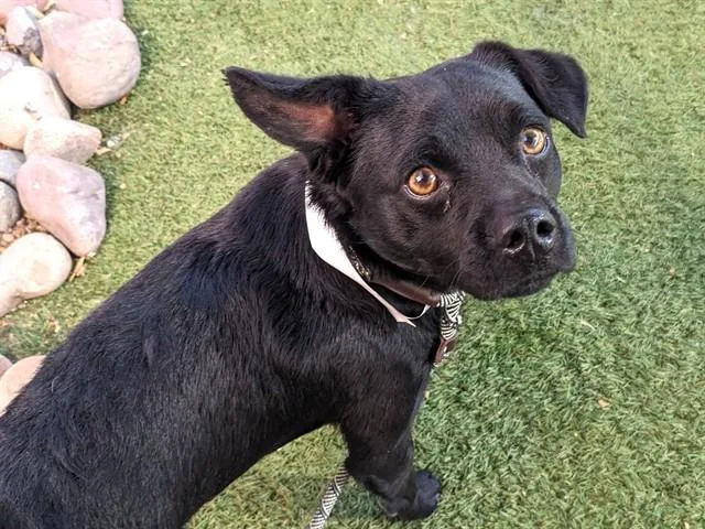 A young small-sized male Pug dog named Frankie for adoption in Phoenix, AZ