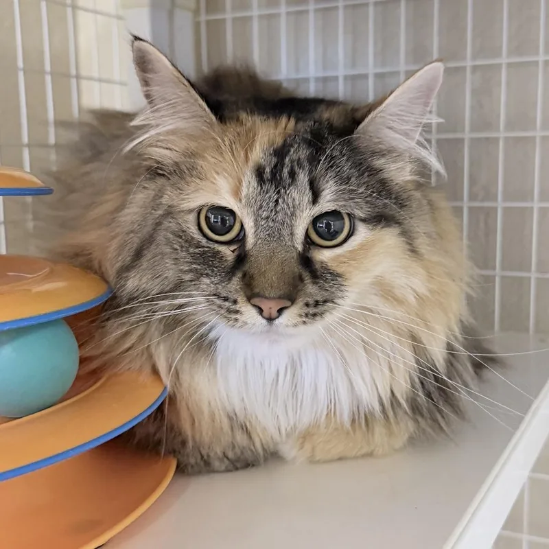 An adult large-sized female Gray / Blue / Silver Domestic Long Hair cat named Minnie for adoption in Medford, OR