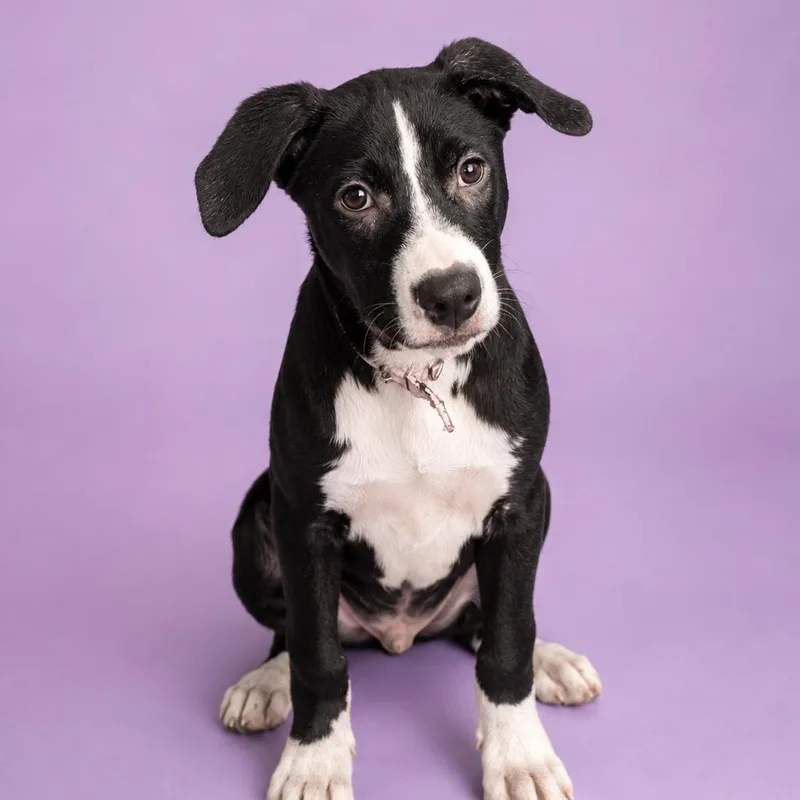A young medium-sized female Pit Bull Terrier dog named Dagger for adoption in Martinez, CA