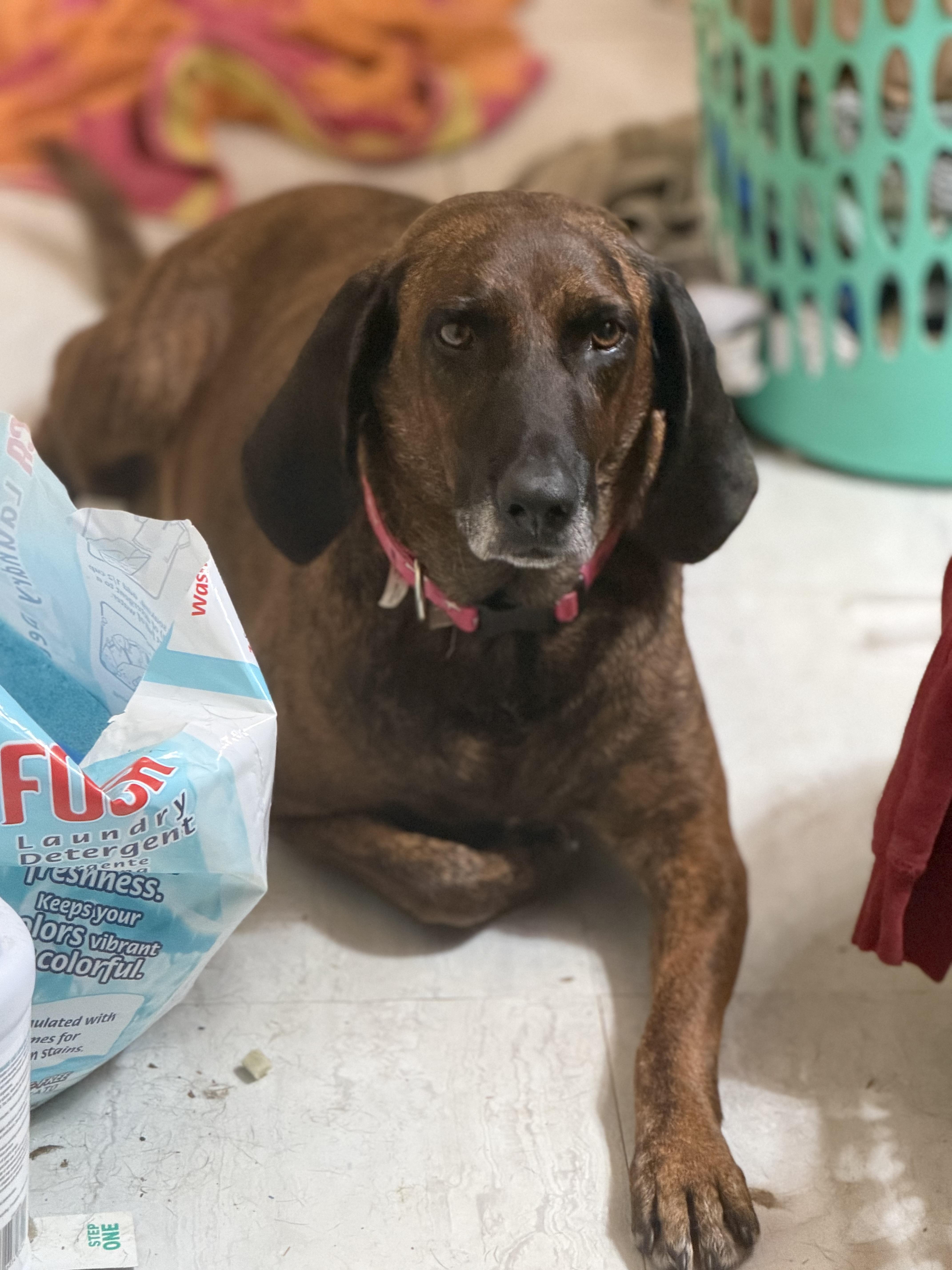 A senior large-sized female Brindle Plott Hound dog named Beaula for adoption in Andover, MA