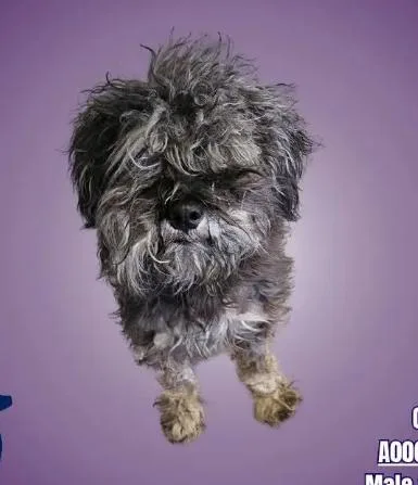 A young small-sized male Black Miniature Poodle dog named Muppet for adoption in Boulder, CO
