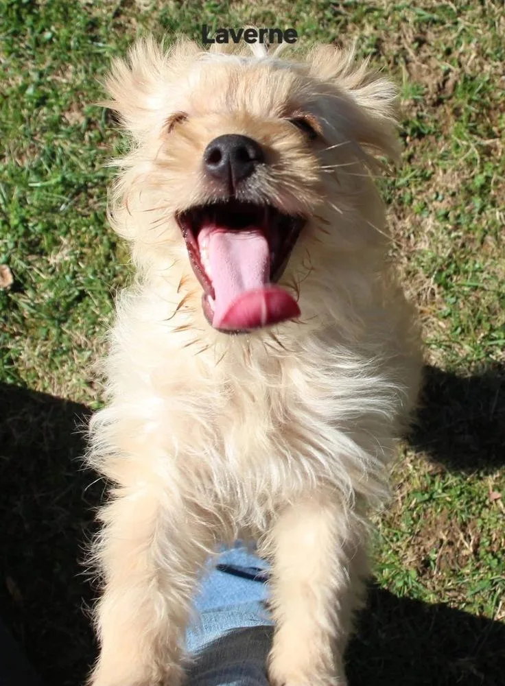 A baby small-sized female White / Cream Cairn Terrier dog named Schlemiel : Laverne for adoption in Aurora, IN