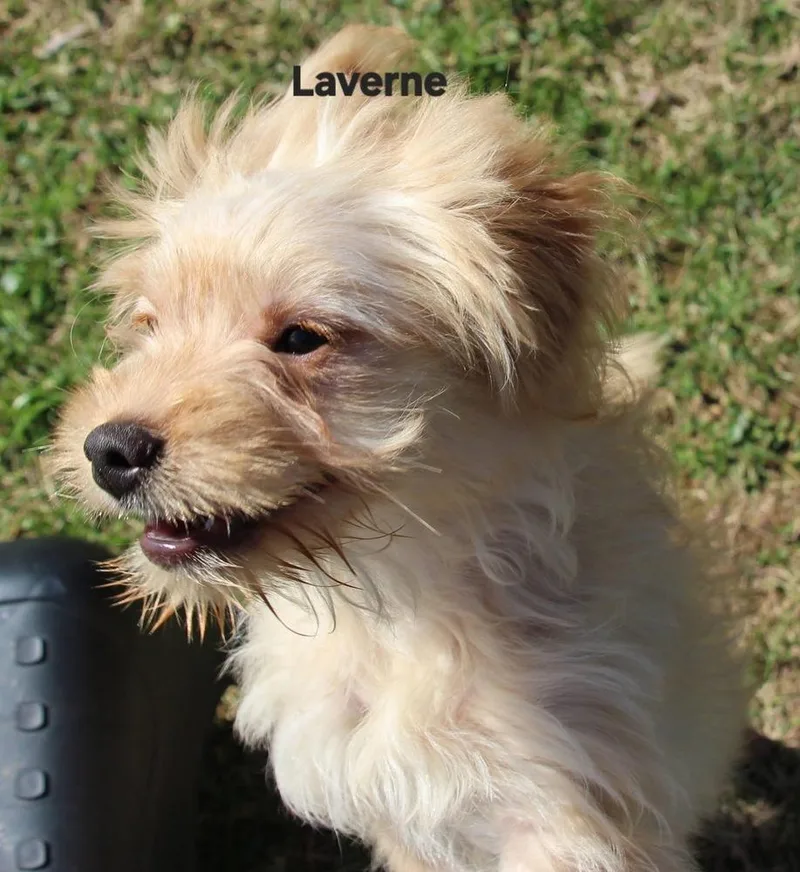 Schlemiel : Laverne thumbnail 2