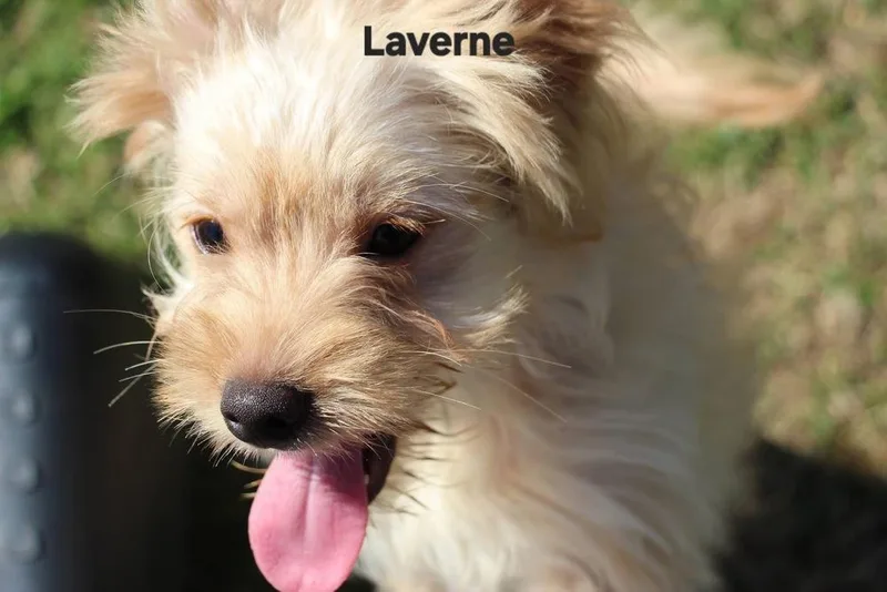 Schlemiel : Laverne thumbnail 3