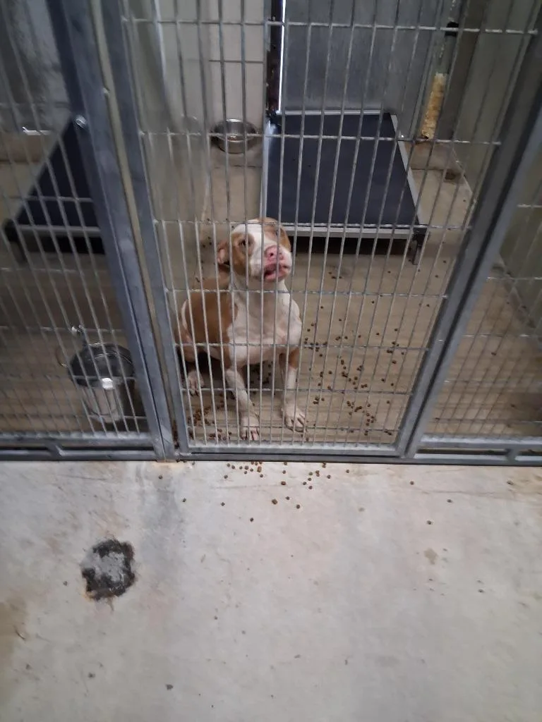 A young large-sized male Pit Bull Terrier dog named Draco for adoption in Brownwood, TX