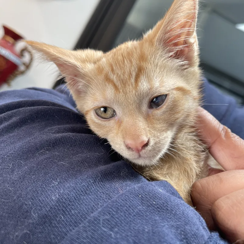 Tigger Cm thumbnail 2