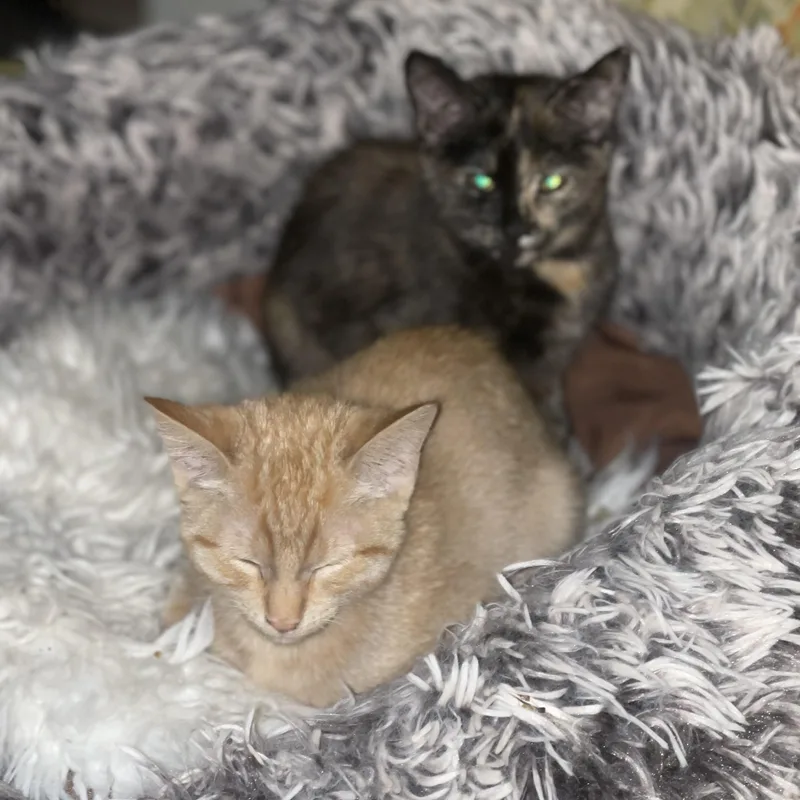 Tigger Cm thumbnail 4