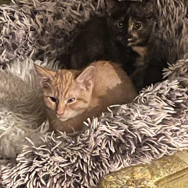 Tigger Cm thumbnail 5