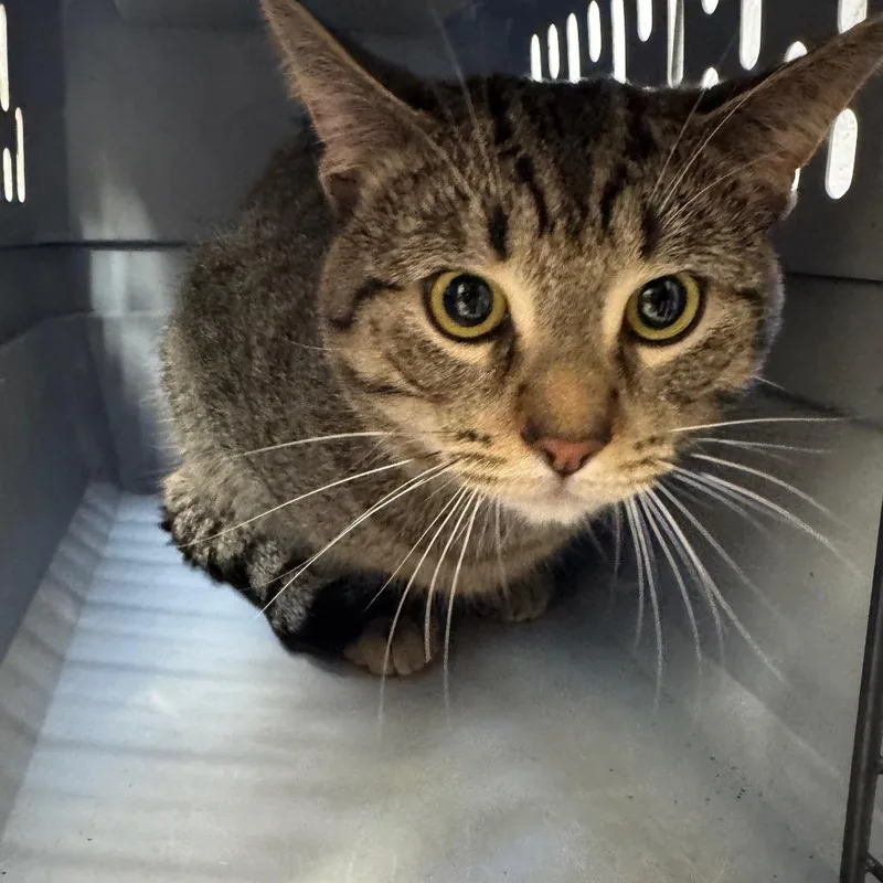 An adult large-sized male Brown / Chocolate Domestic Short Hair cat named Samsung for adoption in West Olive, MI