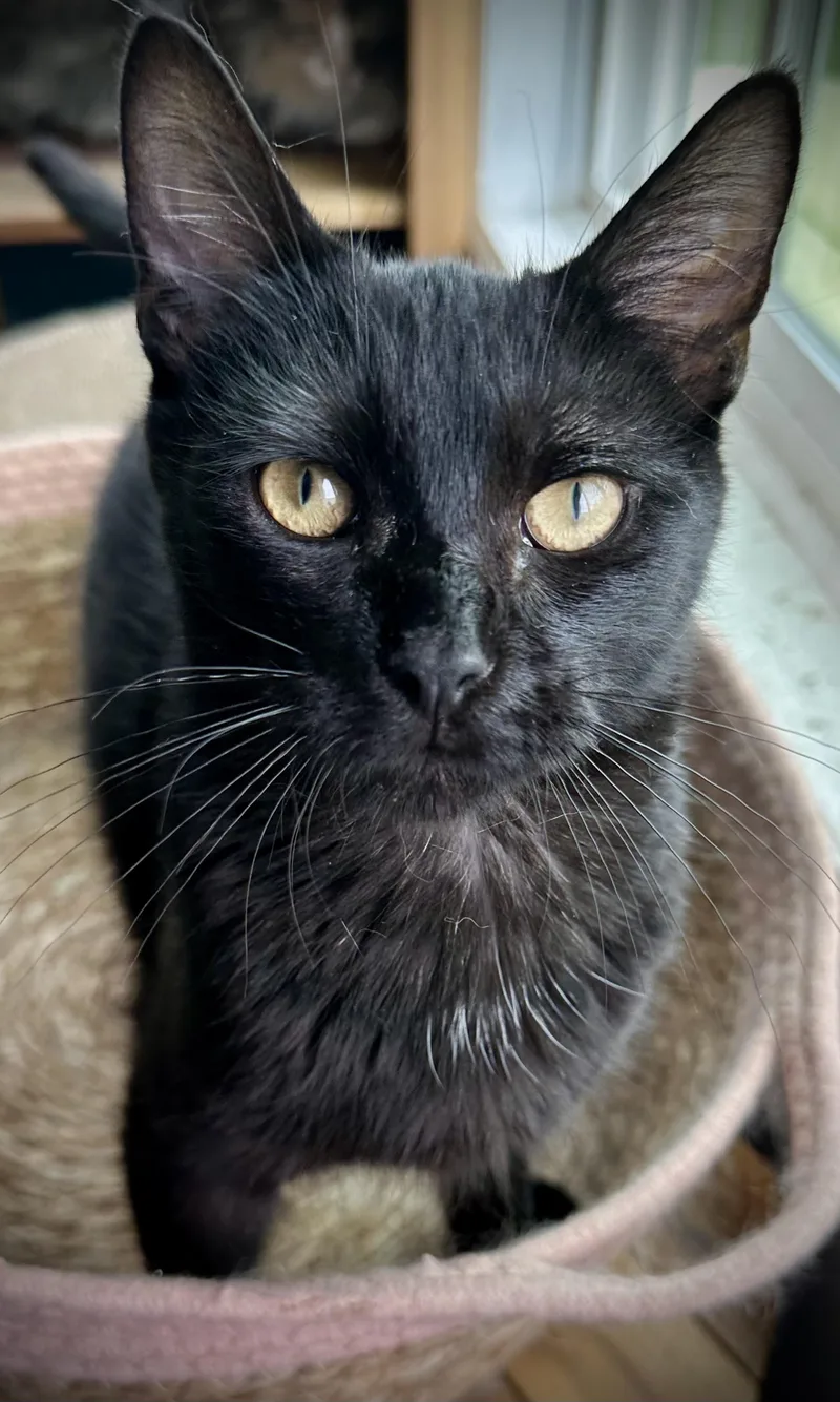 A baby medium-sized male Black Domestic Short Hair cat named Lawrence for adoption in Buffalo, NY