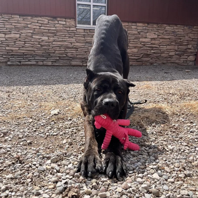 An adult extra large-sized female Mixed Breed dog named Remi for adoption in Fairport, NY