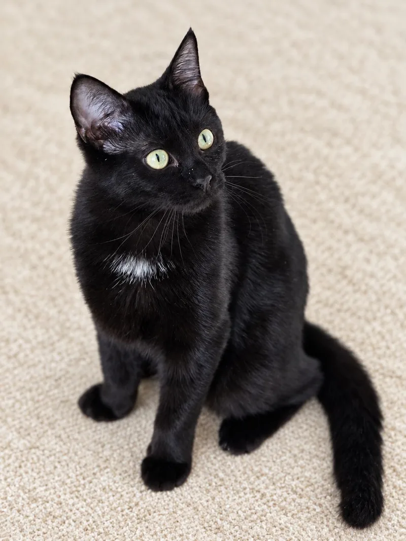 A baby small-sized female Domestic Short Hair cat named Freya for adoption in Rio Linda, CA