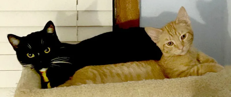 Thin Mint thumbnail 3