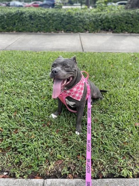 An adult large-sized female Terrier dog named Mamita for adoption in Miami, FL
