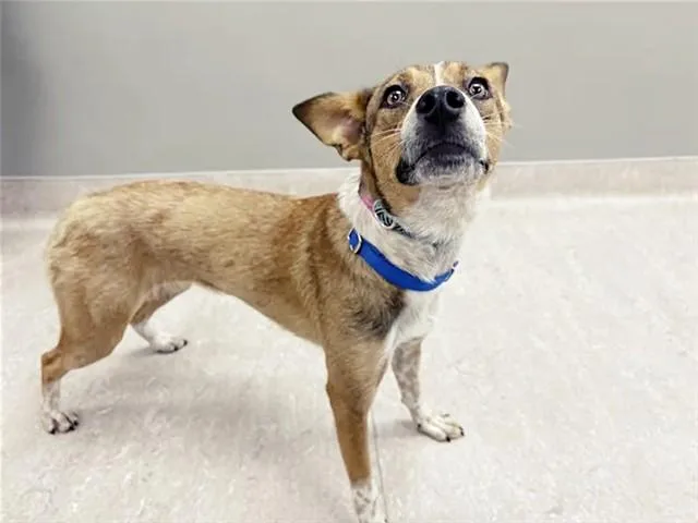 A young medium-sized female Terrier dog named Skittles for adoption in Saint Louis, MO