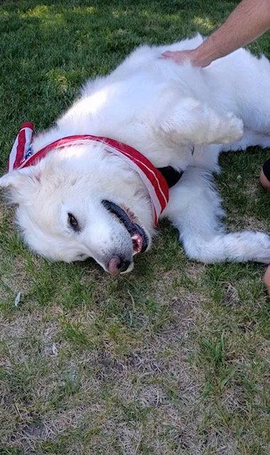 An adult large-sized female Great Pyrenees dog named Polly The Pyr for adoption in Midway, UT