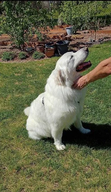 Polly The Pyr thumbnail 2