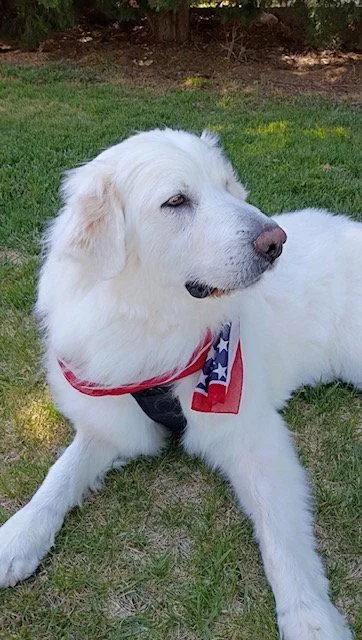 Polly The Pyr thumbnail 3