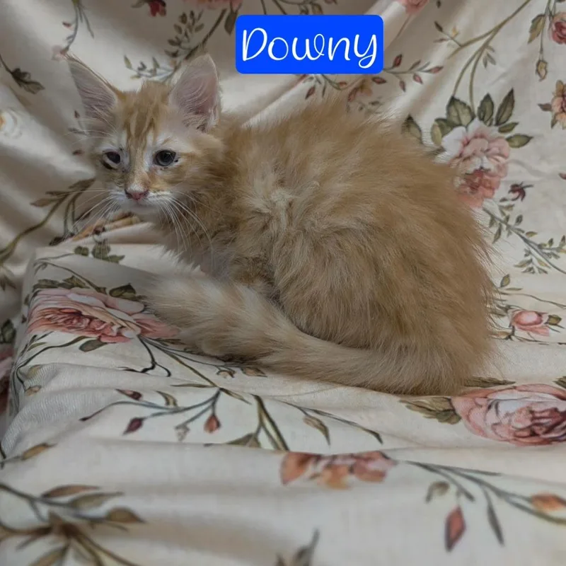 A baby small-sized male Orange / Red Domestic Long Hair cat named Downy for adoption in Parkersburg, WV