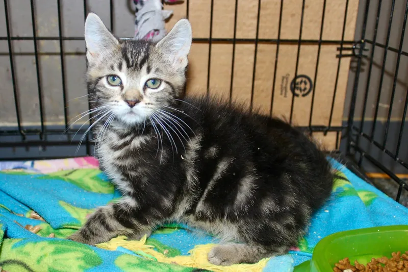 A baby medium-sized male Tabby (Gray / Blue / Silver) Domestic Short Hair cat named Hank for adoption in Brazil, IN