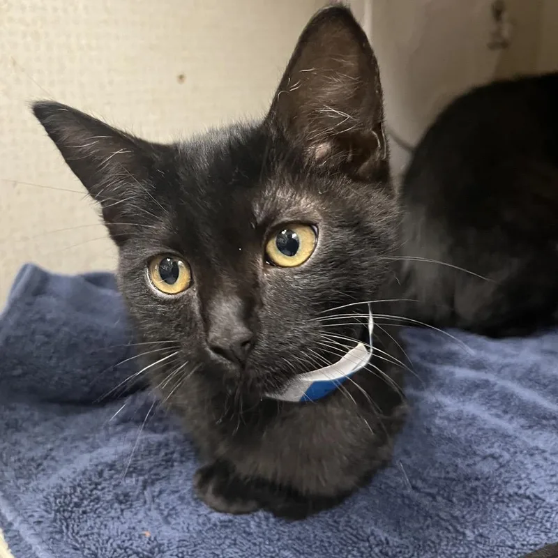 A baby small-sized male Black Domestic Short Hair cat named Joji for adoption in Yuma, AZ