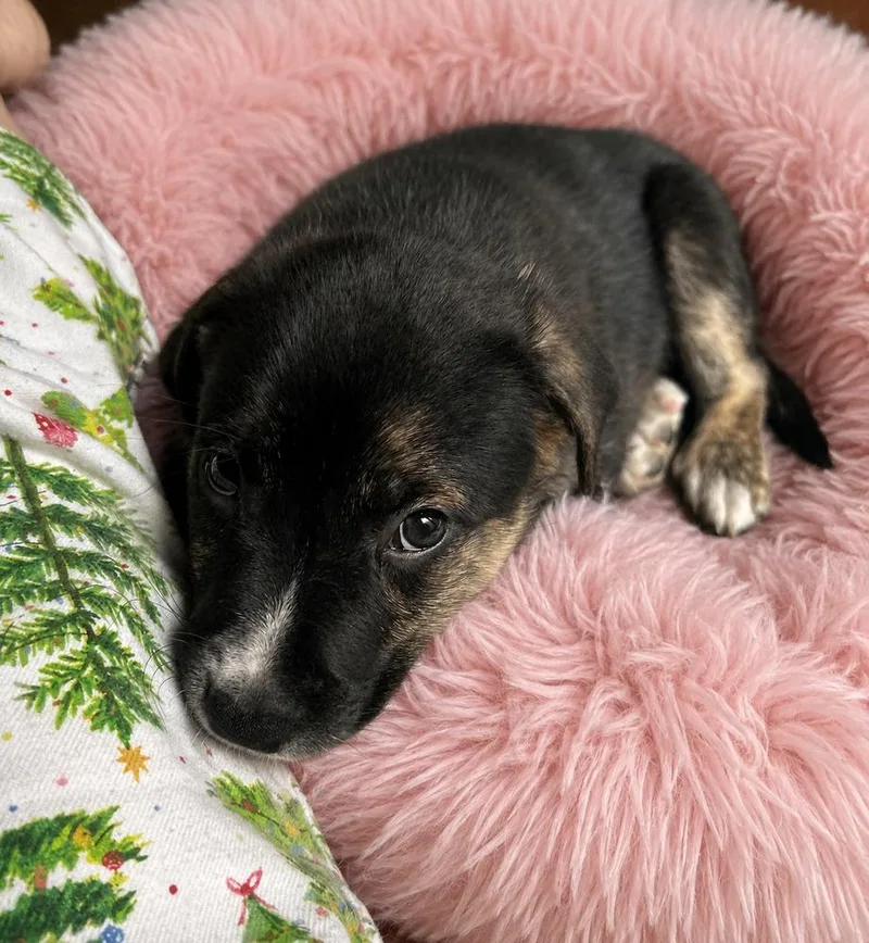 A baby medium-sized male Mixed Breed dog named Bear for adoption in Jefferson Hills, PA