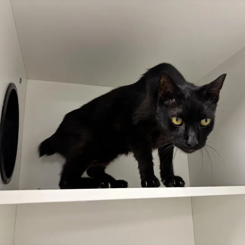 A young medium-sized male Black Domestic Short Hair cat named B.i.g. for adoption in Satellite Beach, FL