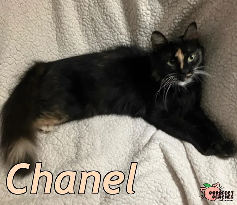 A baby medium-sized female Domestic Long Hair cat named Chanel for adoption in Douglasville, GA