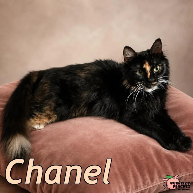 Chanel thumbnail 2