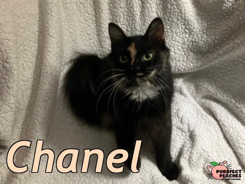 Chanel thumbnail 3