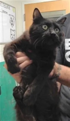 A young small-sized female Domestic Medium Hair cat named Consuela for adoption in Albuquerque, NM