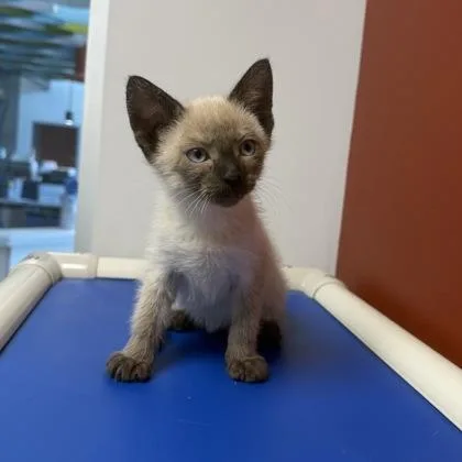 A baby small-sized male Siamese cat named Dumpling for adoption in Janesville, WI