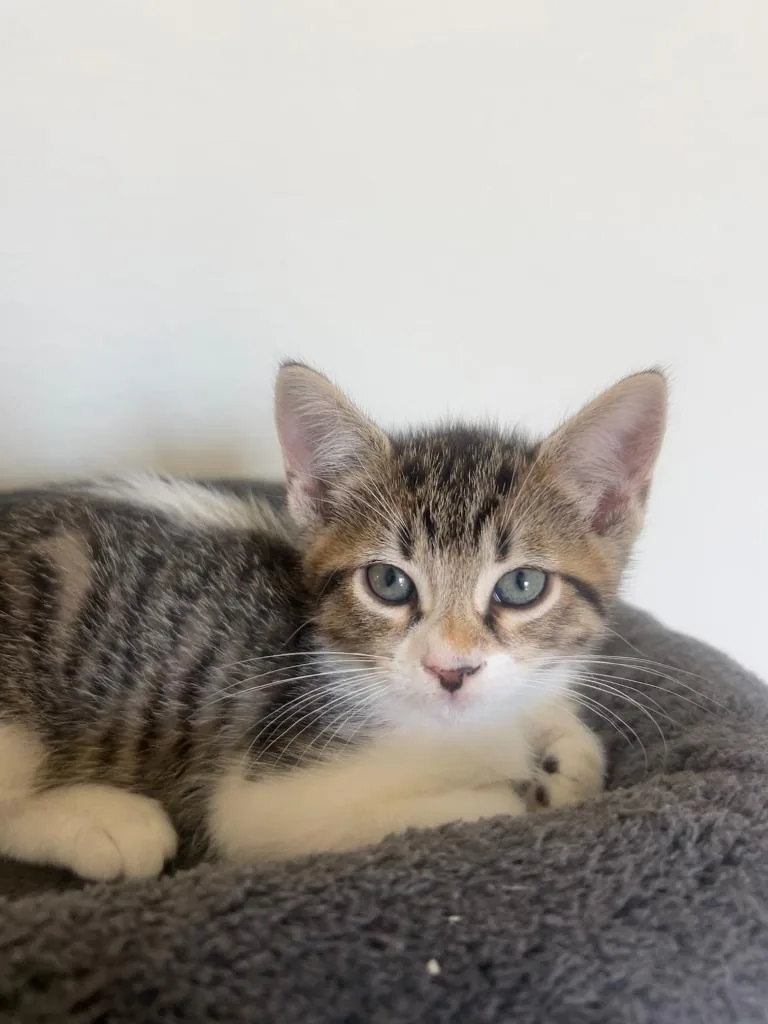 A baby small-sized female Domestic Short Hair cat named Aubrey for adoption in Lewisville, TX