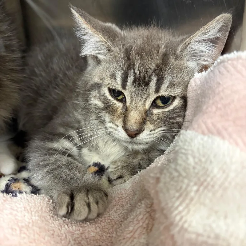 A baby small-sized male Gray / Blue / Silver Domestic Short Hair cat named Layup for adoption in Mentor, OH