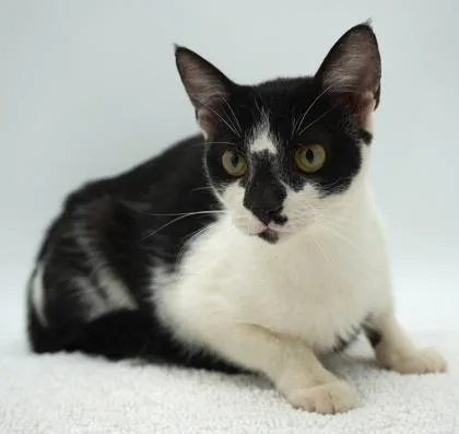 An adult small-sized female Domestic Short Hair cat named Janet for adoption in Bowling Green, KY