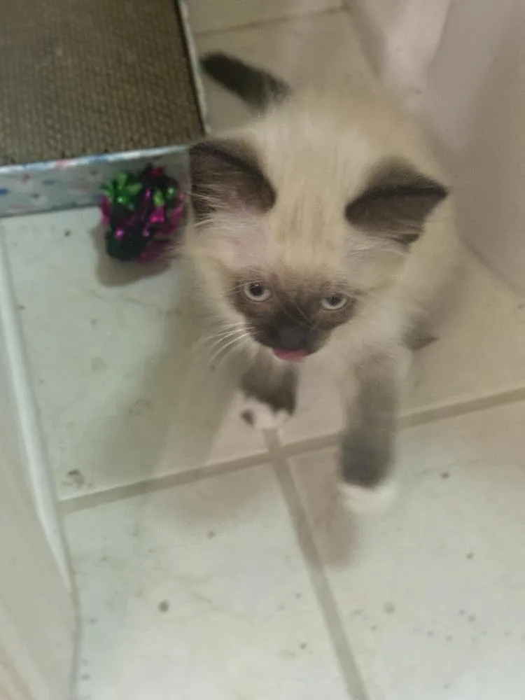 A baby small-sized male Siamese cat named Baxter for adoption in Lancaster, CA