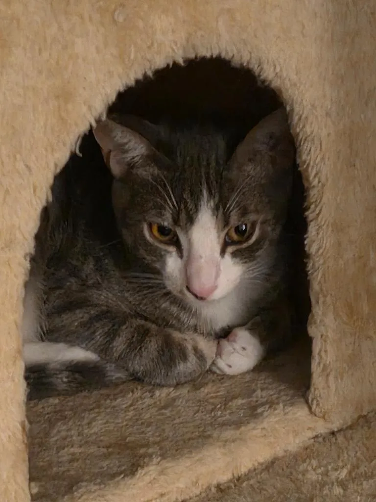 A baby large-sized male Domestic Short Hair cat named Smudge for adoption in Fort Myers, FL