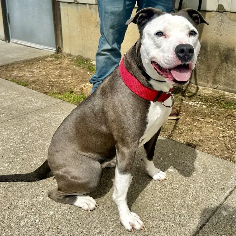 An adult medium-sized female Gray / Blue / Silver Pit Bull Terrier dog named Ellie Mae for adoption in Warrensburg, MO
