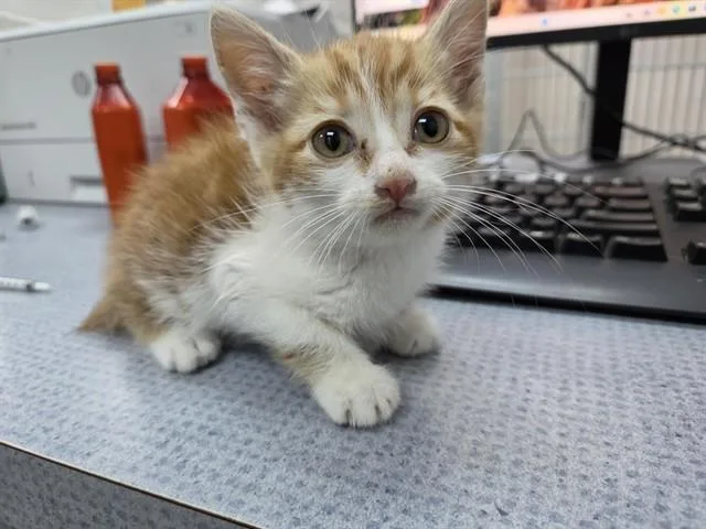 A baby medium-sized male Domestic Short Hair cat named Van Gogh for adoption in Salinas, CA