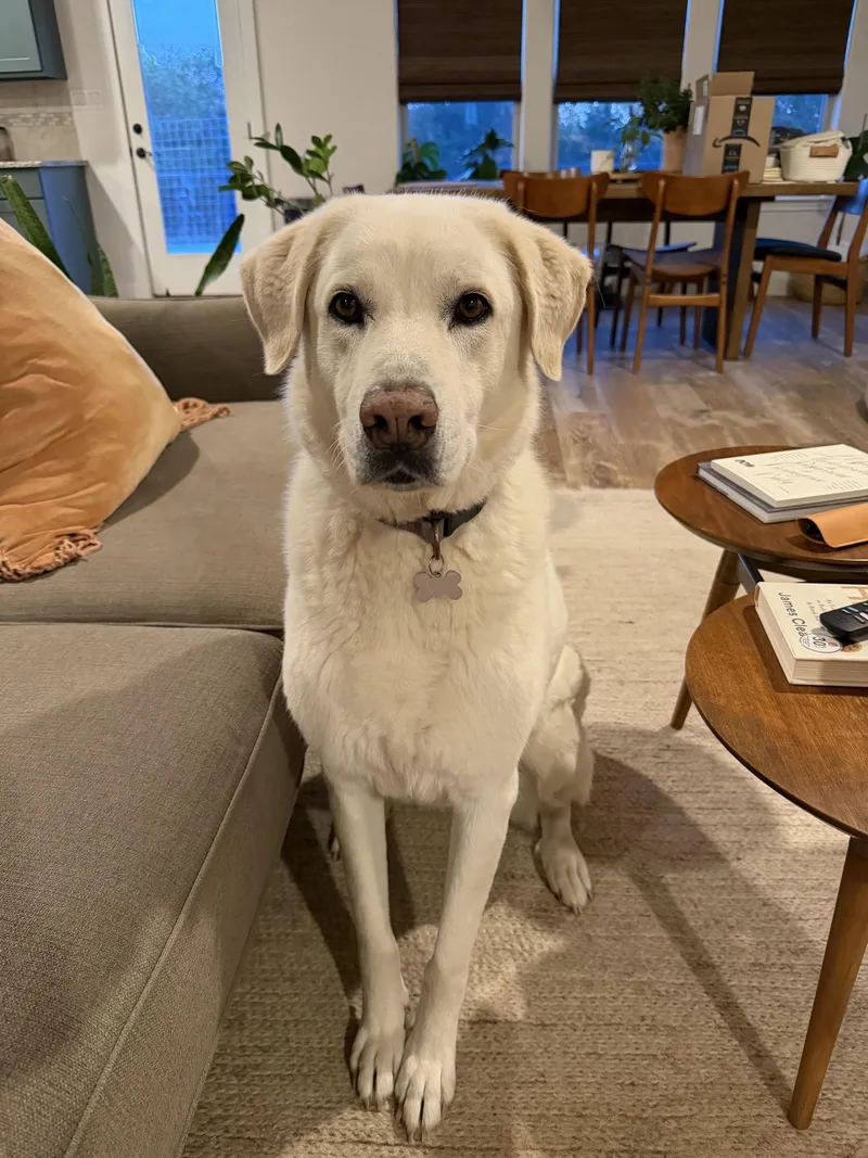 An adult large-sized female Great Pyrenees dog named Kuma ATX for adoption in Quinlan, TX