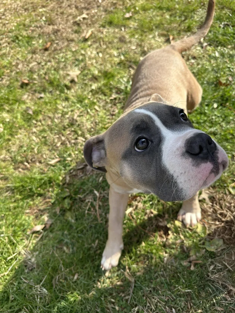 A young medium-sized female Boxer dog named Petunia for adoption in Herndon, VA